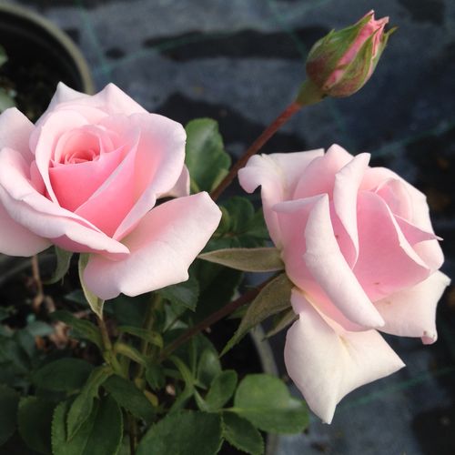 Shop, Rose Rosa Felberg's Rosa Druschki - rosa - rose arbustive - rosa mediamente profumata - Johannes Felberg-Leclerc - Ha rami robusti e decorativi, che crescono bene, e sono sempre in fiore